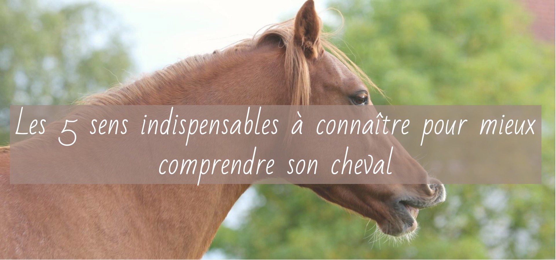 Read more about the article Mieux comprendre son cheval : Les 5 sens indispensables à connaître